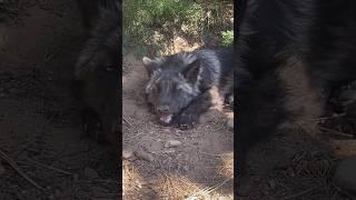 Small lazy howls from cute micro #wolves. #MoonieWolf          #SunnyWolf