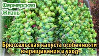 Брюссельская капуста особенности выращивания и уход