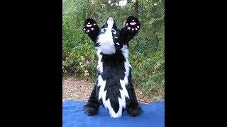 Kamon the Skunk Fursuit (2017) by Eternal Skyy Costumess (ESC) / Eternalskyy