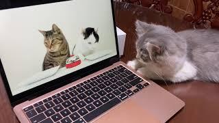 Fangirling Cat Navi Desk
