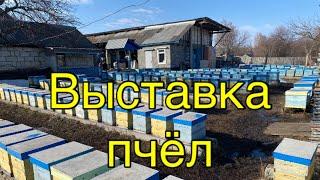 ВЫСТАВКА ПЧЁЛ 2025!!! Анализ причин просадки семей осенью!!!