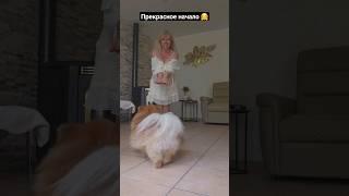 А так все хорошо начиналось# Танцы со шпицем# shorts