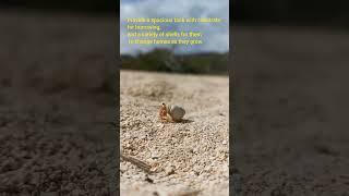 Hermit Crab Habitat: Creating the Perfect Home for Your Pet"