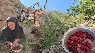 lRAN nomadic life: Jahangir's journey to the forest to harvest wild cherries in the mountains