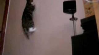 jumping cat