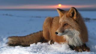 Stay Foxy/Raise your awareness with Fox Spirit/Pick-a-Card Tarot Reading