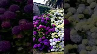 Гортензии в Испании #spain #hortensias #beautiful #гортензия #garden #hydrangea #flower #macrophylla