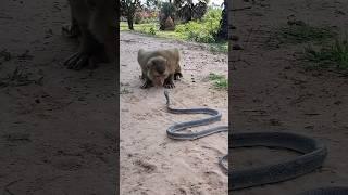 Bandar Or Saap #youtubeshorts #new #viral #shortvideo #snake #monkey