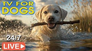 [LIVE] Dog MusicDog Calming MusicSeparation Anxiety Relief MusicDog Deep Sleep Music