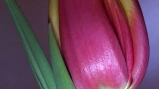 The tulips