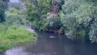 Природа Оренбургская область, деревня, лето 2022г. Nature Orenburg region, village summer....