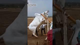 jump like Horse. Beautiful white racing bull Raju