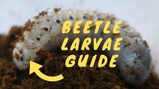 How To Care For Beetle Larvae | Tips For Beginners! | Pets