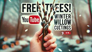 How to Propagate Hybrid Willow from Winter Cuttings – Fast & Easy!