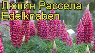 Люпин рассела Эделькнабен. Краткий обзор, описание характеристик lupinus russell Edelknaben