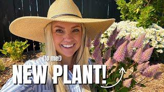 A Rare and Unique Plant: Pink Mulla Mulla Plus MORE Suncredible Sunflowers bc THEY ARE THE BEST! 