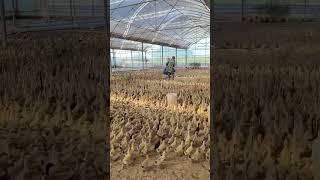 #duck #farmer #duckfarming #factory #animals #shorts