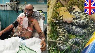 When animals attack: Giant viper in son’s stroller almost takes dad’s life - TomoNews