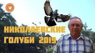 НИКОЛАЕВСКИЕ ГОЛУБИ 2019//ГОЛУБИ-НУТРИИ МАЦИНОВ//ТРЕНИРОВКА ГОЛУБЕЙ//ГОЛУБЬ ЛЕТАЕТ//ТОРЦОВЫЕ//ГОЛУБЬ