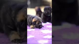 ️Cute GSD Age 2 Weeks