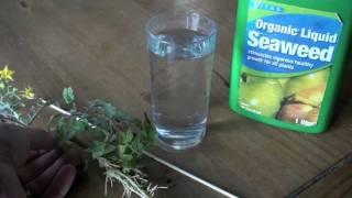 Micro Hydroponics "How To" - Tomatoes in a glass