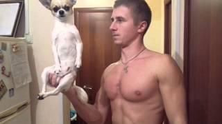 Чихуахуа Фунтик выполняет команды (Chihuahua Funtik executes commands)