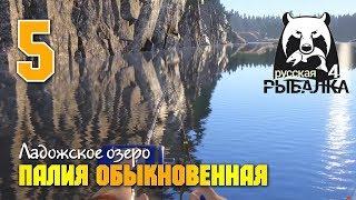 Русская Рыбалка 4 - Палия обыкновенная. Как и где ловить Палию обыкновенную на Ладожском озере?