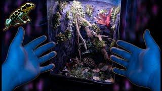 Poison Dart Frog  Bioactive Vivarium Set up Tutorial For Thumbnail Frog