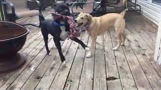Rex's Journey to Stray Paws Rescue