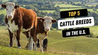 Top 5 Cattle Breeds - The BEST Cows for your Ranch!