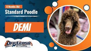  Demi's Journey to Excellence: Standard Poodle's Transformation | Off Leash K9 Training, Oklahoma