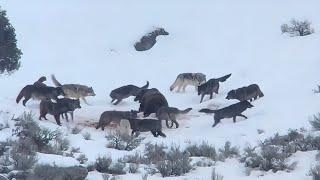 A bear against a huge pack of wolves!