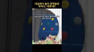 푸바오가 내실에서 깜짝 놀란 이유가 설마 #푸바오 #fubao #선수핑 #진실공방