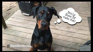 Daily Dose of Cute Pet! Loki The Doberman Playing Catch And Getting Angry with The Bird 