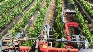 ROTOSARK SARCHIATRICE PER BARBATELLE, BAULA PACCIAMATA WEEDING MACHINE ON VINE-CUTTING ON MULCH