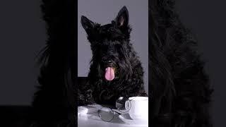 Unraveling the Spirit and Charm of Scottish Terrier Dogs #dog #doglover #newtimes #scottishterriers