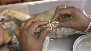 Removing Monster Mango worms From Helpless Dog! Animal Rescue Video 2022 #19