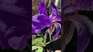 what flower is this?  #shortsvideo  #flowers #love #viralshort #purple