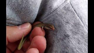 Глазчатый халцид (Chalcides ocellatus) и гологлаз (Ablepharus budaki) прямо в городе. Пафос (Кипр).