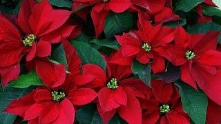 ПУАНСЕТТИЯ - ( (Poinsettia, Молочай красивейший) Содержание. Уход. Размножение.