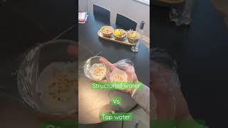 I Cannot believe this little water structuring device germinate faster! #shorts