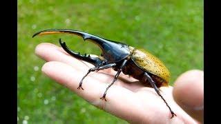 БЛОГ #5 - Домашние жуки Coleoptera (Жук-Геркулес - самый большой жук)