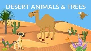 Desert Animals and Plants | Desert Ecosystem | Desert Video for kids