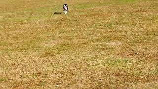 Rupert the boston terrier