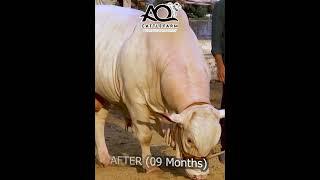 Badshah e Husn of AQ Cattle Farm | Before After of Less Than 09 Months | Still Kheera