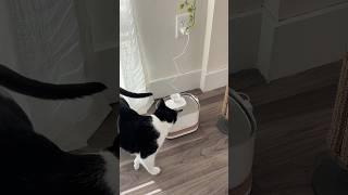 Setting up a cat water fountain ️ #cat #catwaterfountain #catfinds #unboxing #spoiledcats #home