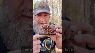 You’ll Never Look at a Pinecone the Same Again