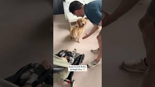 Dogs teach baby to high-five!