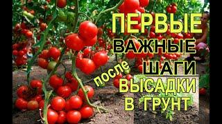 Помидоры Уход за Томатами в Открытом Грунте /Первые Важные Шаги для Увеличения Урожая