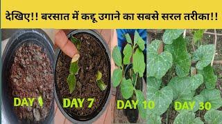 Grow pumpkin fast at home in rainy season/बरसात में कद्दू घर में कैसे उगाए#udj evergreengarden